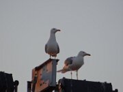 DSC00455